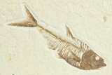 Fossil Stingray (Heliobatis) with Fish - Huge For Species #360539-4